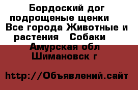 Бордоский дог подрощеные щенки.  - Все города Животные и растения » Собаки   . Амурская обл.,Шимановск г.